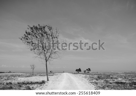 Tree on lonely beach (Black and white)