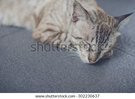 Sleeping cat (Vintage)