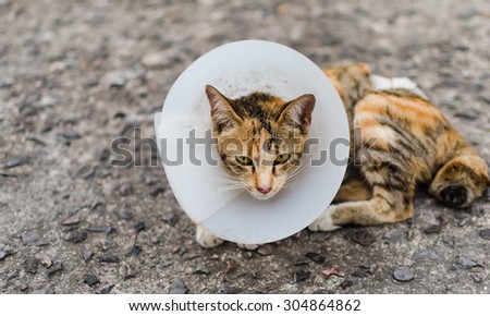 Sick cat with e-collar
