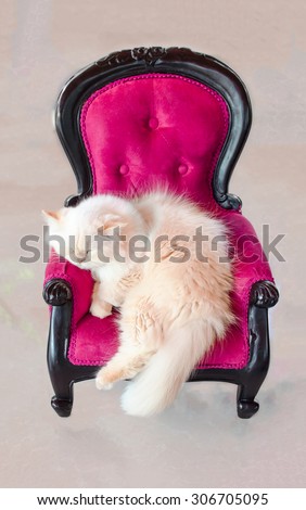 Cat sleeping on pink velvet vintage chair