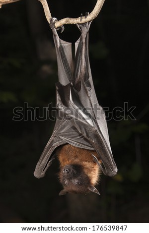 Giant Fruit Bat or Large Flying Fox, Pteropus vampyrus, captive model, hanging on a branch, Central Pennsylvania, United States