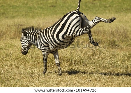 Common Zebra, Equus burchelli, kicking up its heels, Ngorongoro Crater, Tanzania, Africa