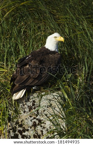 Bald Eagle, Haliaeetus leucocephalus, Katmai National Park,Geographic Harbor, Alaska, North America, United States