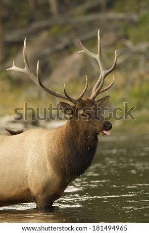 Elk (Wapiti), Cervus elephas, Bull elk in the Madison River, Yellowstone National Park, Wyoming, United States
