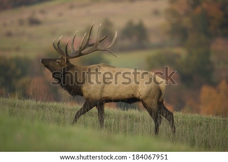 Bull Elk, Cervus canadensis, bugling,  Elk Refuge, Elk County, Pennsylvania, United States