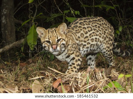 Ocelot, Leopardus pardalis, hunting at night, camera trap shot, Matto Grosso, Pantanal, Brazil, South America