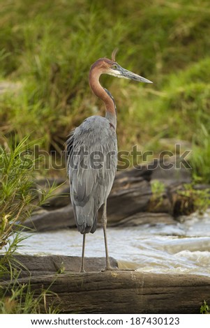 Goliath Heron, Ardea goliath, wading in water in search of food in the Masai Mara Game Reserve, Kenya