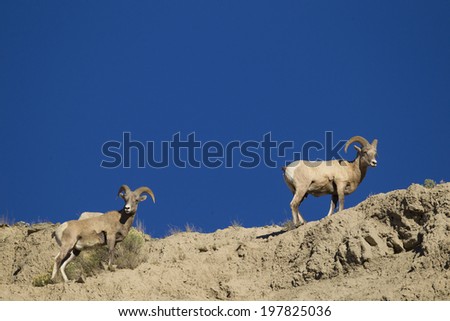 Bighorn Sheep, Ovis canadensis, on mountain side, Yellowstone National Park, Rocky Mountains, United States