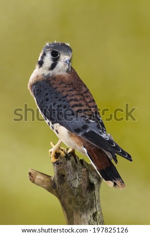 American Kestrel, Falco sparverius, on tree limb, controlled situation, Central Pennsylvania, United States