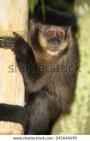 Brown Capuchin Monkey, in trees Cabus apella, Pantanal, Brazil, South America