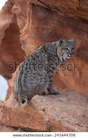 Bobcat, Lynx rufus, sitting on red rocks near cave, Arizona, United States, captive or controlled situation