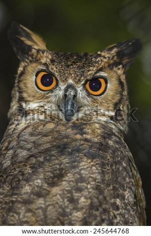 Great Horned Owl, Bubo virginianus, with large orange eyes, Captive Situation, Central Pennsylvania, United States