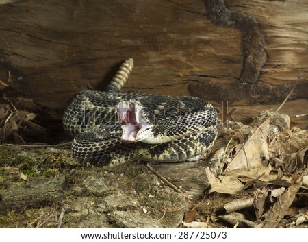 Timber Rattlesnake, Crotalis horridus, coiled and ready to strike, showing fangs, Northeastern United States, Controlled situation