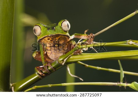 Razor Back Monkey Frog; Phyllomedusa hypocondryialis azurea; climbing on reeds, Native to Paraguay; controlled situation