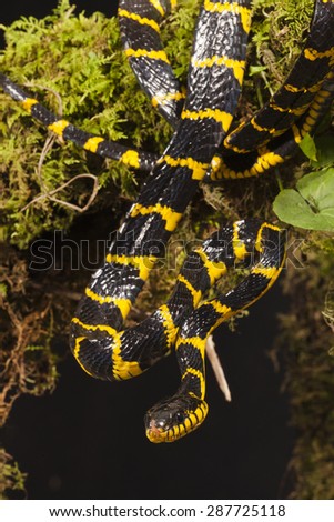Mangrove Snake, Boiga dendrophila, aka gold-ringed cat snake, on moss covered log in controlled situation, native to indonesia, Malaysia, Borneo and more