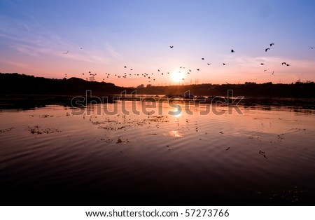 A silhouette of  flying birds  against a beautiful sunset.