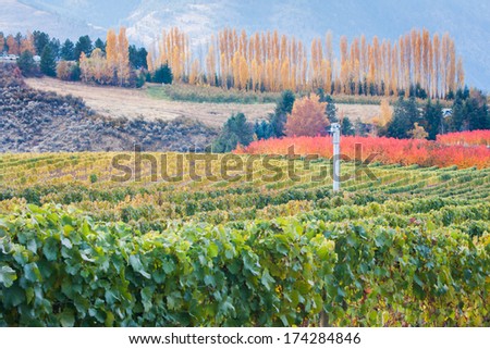 Washington Vineyard in Fall