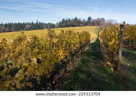 Fall Vineyard on Rolling Hills