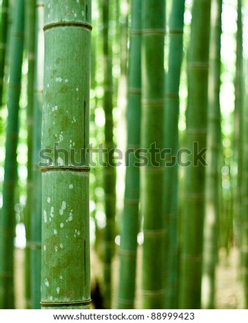 bright green Bamboo trunks in japanese forest