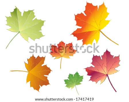 Pictures Of Leaves In The Fall. leaves in fall colors
