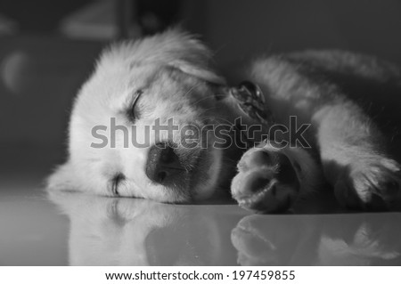 Black and white sleeping puppy