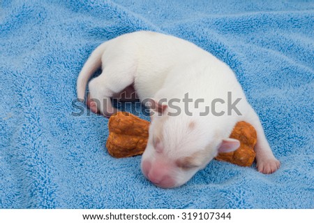 New born puppy sleep on blue fabric