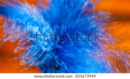 Blue feathers on wooden background