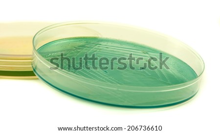 Pseudomonas aeruginosa bacteria on Cled agar petri dish isolated on white background, cysteine lactose electrolyte deficient