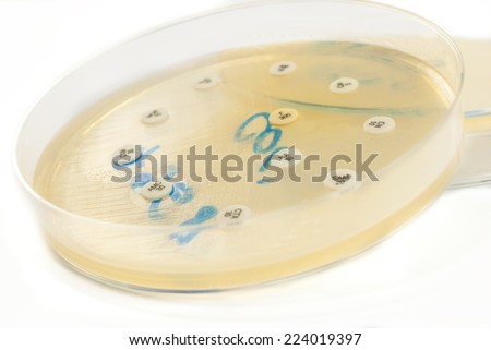 Petri dish antibiogram on white background. Escherichia Colli bacteria on petri dish