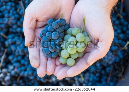 Hands holding fresh red and green bunch of grapes in the vineyard. Harvest concept