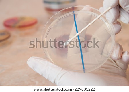 Laboratory doctor with gloves holding sterile swab and preparing for an antibiogram on petri dish agar