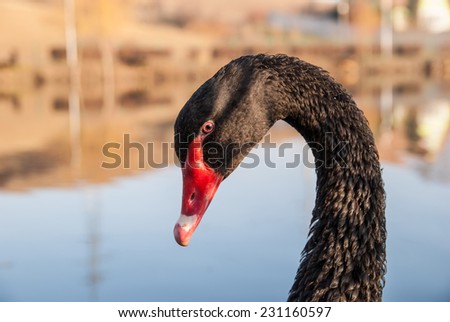 Close up portrait of a black swan with red beak on a blurred background