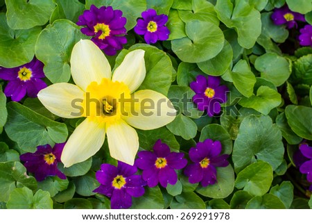 Flower background or wallpaper: yellow daffodil and purple primrose flowers on green leafs