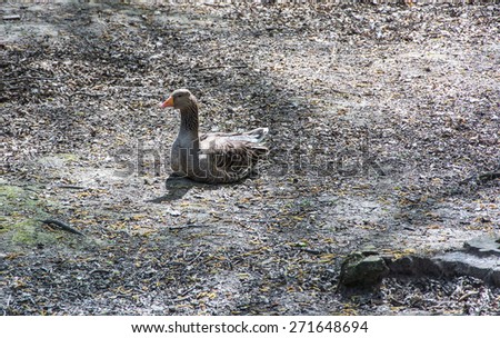 Pink-footed goose, Anser brachyrhynchus, resting on the ground, very well camouflaged