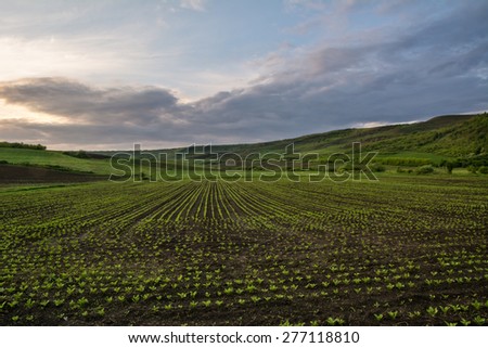 Beautiful landscape at sunset of a cultivated land and green hills in the distance under a cloudy sky