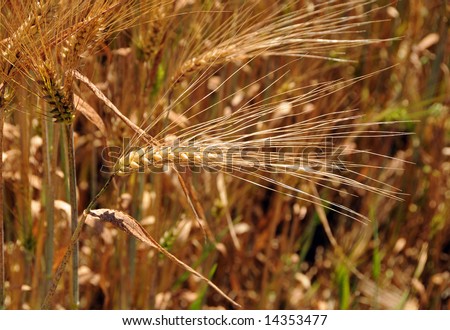 Close up of barley ears on field
