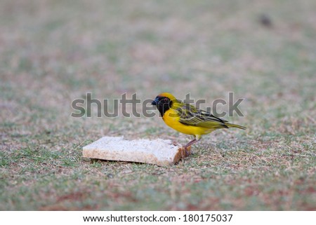 Southern masked weaver eating a slice of bread on a green lawn