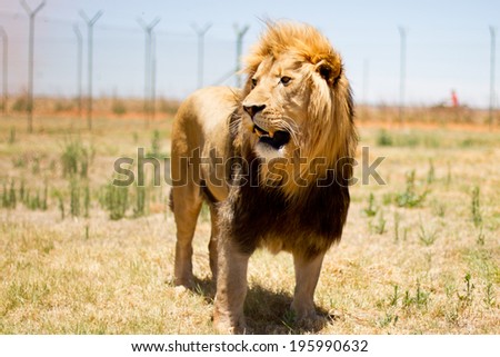 Male adult lion in a camp with green grass