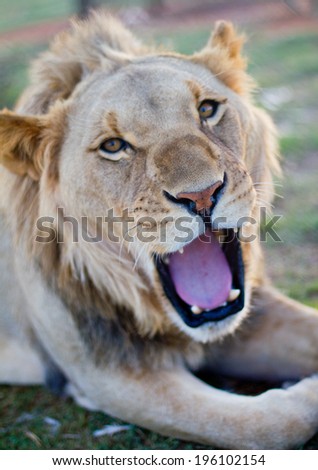 Juvenile male lion in a camp with green grass