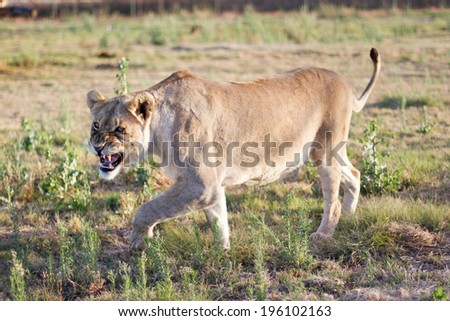 Adult female lion in camp with green grass