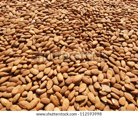 Californian almonds harvest