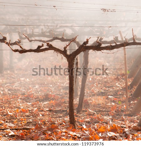 Autumn Vineyard. Mendoza in late autumn, when grapes harvested