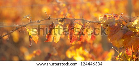 Sunny Autumn Vineyard. Mendoza in late autumn, when grapes harvested. Vibrant colors