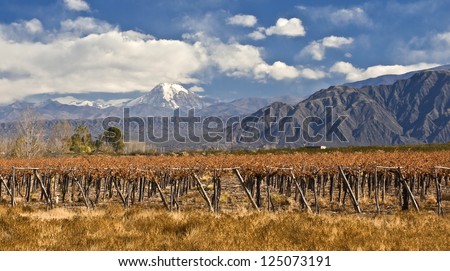 Volcano Aconcagua and Grape vines at a vineyard, Argentina. Aconcagua is the highest mountain in the Americas at 6,962 m. Andes mountain range, in the Argentine province of Mendoza