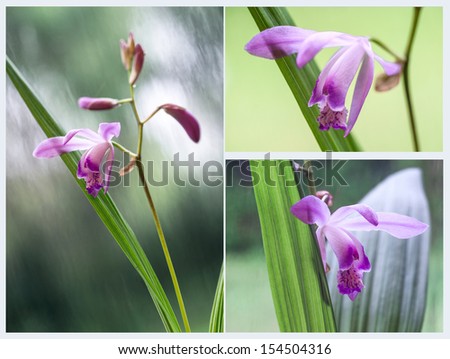Beautiful Miniature Orchid Plant from Uruguay Just blossomed flower in the rain