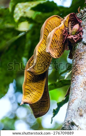 Closeup of Plant from jungle. Ecuadorian Amazon