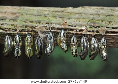 Rows of butterfly cocoons