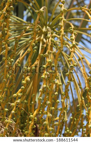 Flower bud cluster on date palm tree