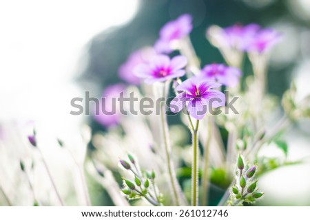 Soft gentle beautiful flower and his buds on the spring field