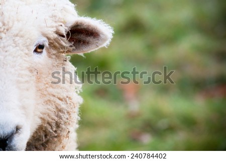 sheep face